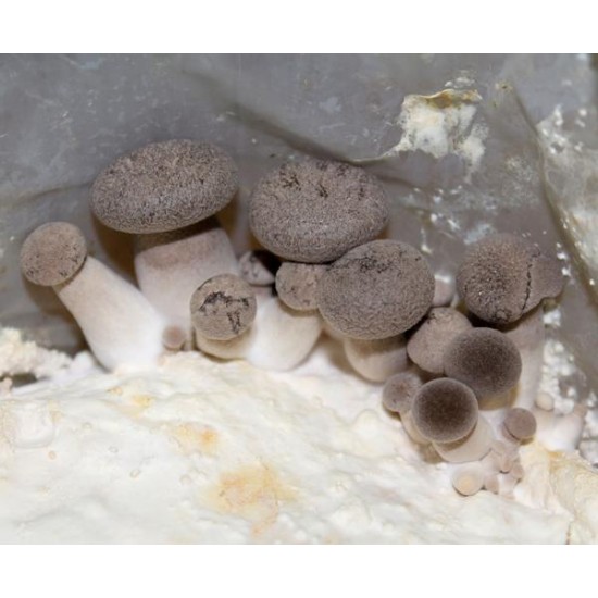 Mico Kit oyster mushroom