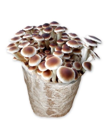 Mico Kit poplar mushroom