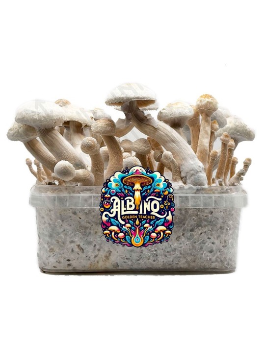 Pan di Funghi ALBINO GOLDEN TEACHER - Esperienza... Pan di Funghi ALBINO GOLDEN TEACHER - Esperienza...
