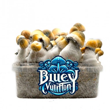 Pan de setas BLUE-VUTTIFON, variedad...