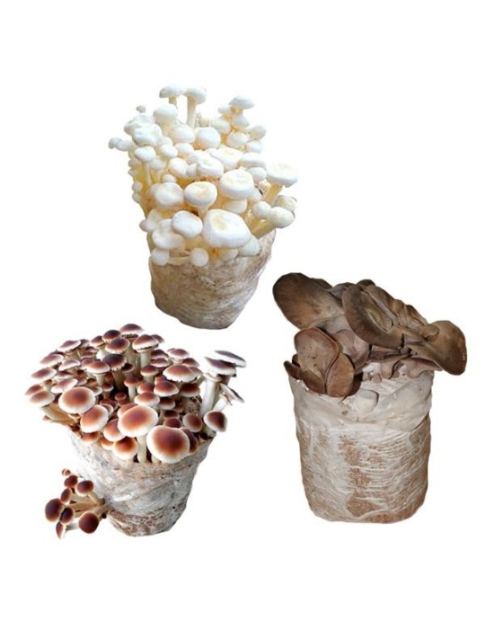 Pack Micokits de cultivo Pack Micokits de cultivo
