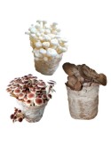 Micokits cultivation pack