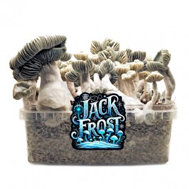 Pan de setas JACK FROST,...