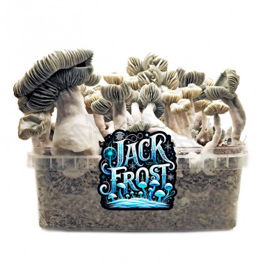 Pan de setas JACK FROST, variedad...