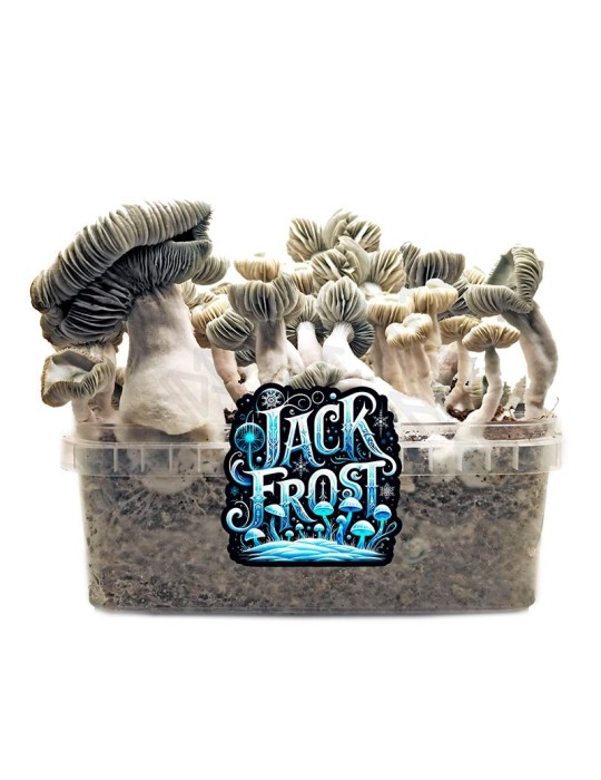 Jack Frost Mushroom Bread - Unique Yield & Flavor Jack Frost Mushroom Bread - Unique Yield & Flavor