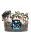 Pão de Cogumelos Jack Frost Híbrido