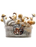 Pan de Setas PENYS ENVI | Textura Esponjosa y Sabor Intenso