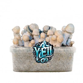 Pan de setas YETI, variedad...