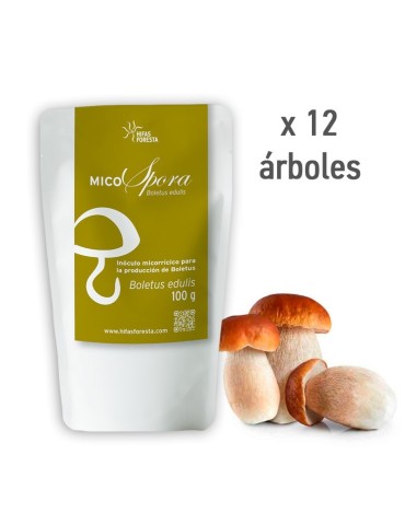 MicoSpora Boletus: Grow Boletus Edulis Mushrooms Naturally 2