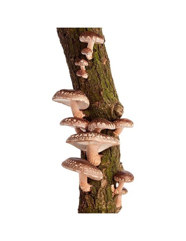 Shiitake producing trunk 2