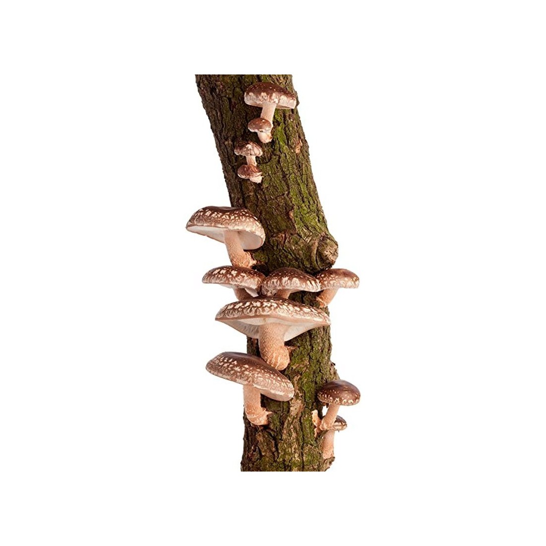Tronco Productor Shiitake 80-120cm - Cultivo Orgánico Fácil