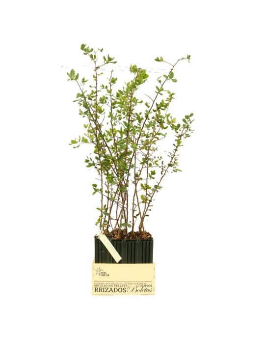 Alcornoque Micorrizado com Boletos - Beleza e Sabor Alcornoque Micorrizado com Boletos - Beleza e Sabor