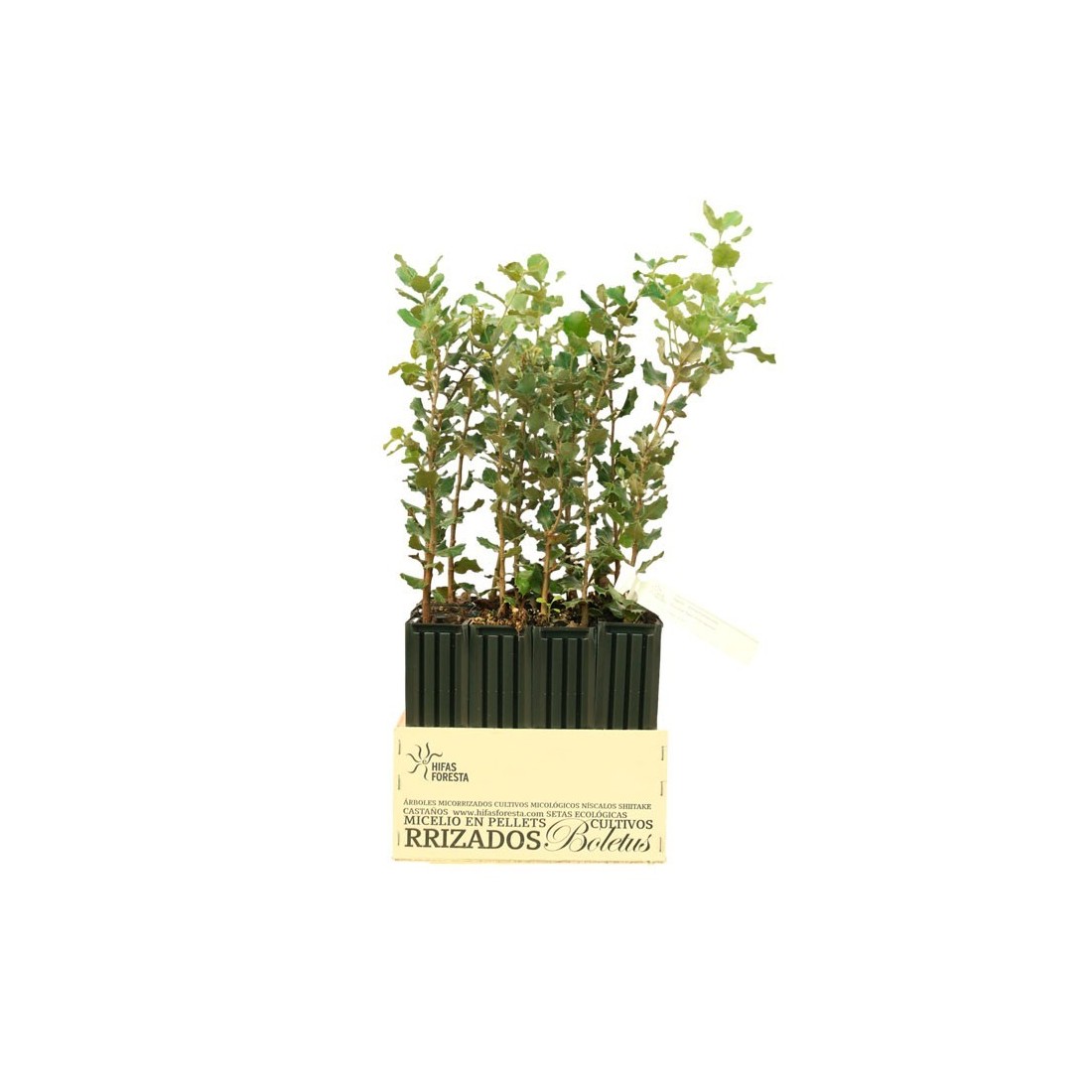 Hêtre Mycorhizé Cèpes - Fagus Sylvatica Hêtre Mycorhizé Cèpes - Fagus Sylvatica