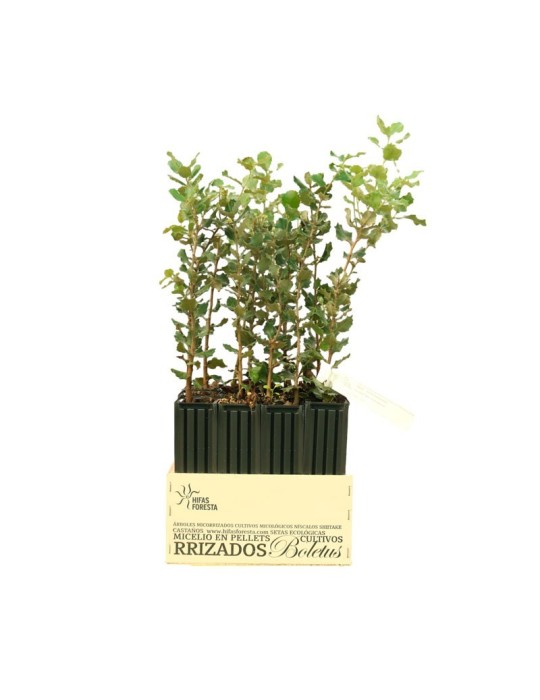 Encina Micorrizada com Boletus - Produza Cogumelos Gourmet Encina Micorrizada com Boletus - Produza Cogumelos Gourmet