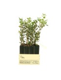 Hêtre Mycorhizé Cèpes - Fagus Sylvatica