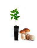 Beech Tree with Porcini Mushrooms 450cc