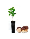 Fagus Sylvatica with Boletus Pinophilus - Mycorrhized Tree