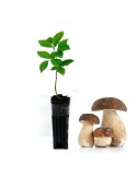 Beech Tree with Porcini Mushrooms, 450cc