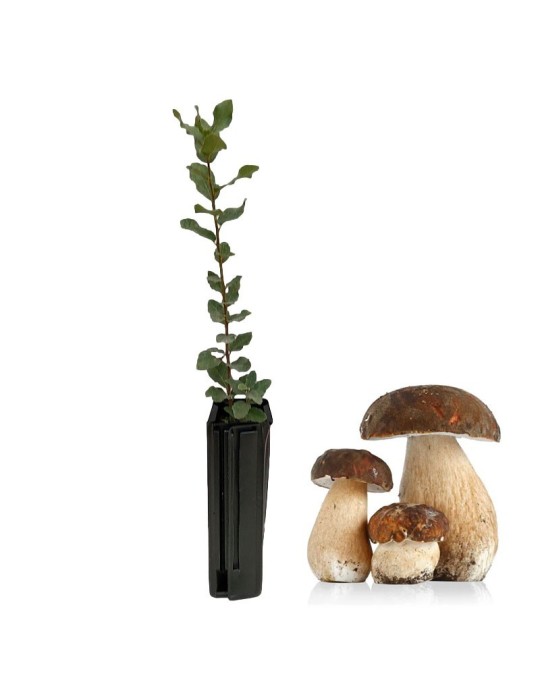 Quercus Suber Micorrizzato Boletus Aereus - Tartufi Gourmet Quercus Suber Micorrizzato Boletus Aereus - Tartufi Gourmet