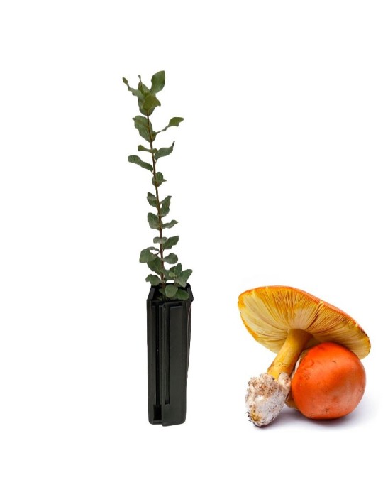 Grow Gourmet Cepes - Quercus Suber with Amanita Caesarea Grow Gourmet Cepes - Quercus Suber with Amanita Caesarea