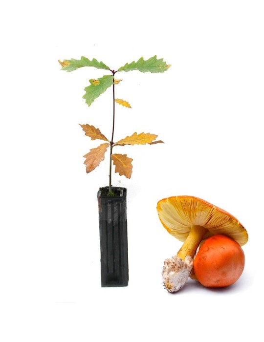 Quercus Pyrenaica Micorrizado Amanita Caesarea 450cc Quercus Pyrenaica Micorrizado Amanita Caesarea 450cc