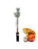 Pinus Silvestris mit Amanita Caesarea – Exklusiver Pilzbaum