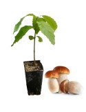 Chestnut Tree with Boletus Edulis Mushrooms - Dual...