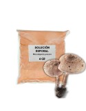 Macrolepiota procera spore solution for cultivating parasol mushrooms near trees.