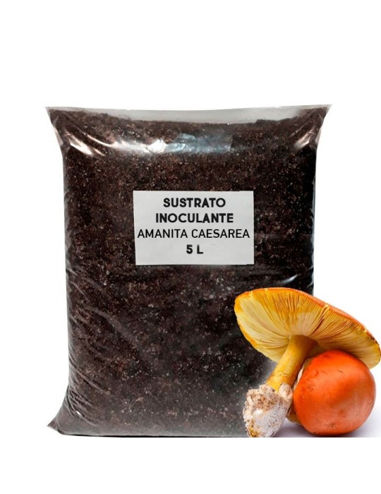 Amanita Caesarea Inoculant Substrate - Grow King's Egg... Amanita Caesarea Inoculant Substrate - Grow King's Egg...