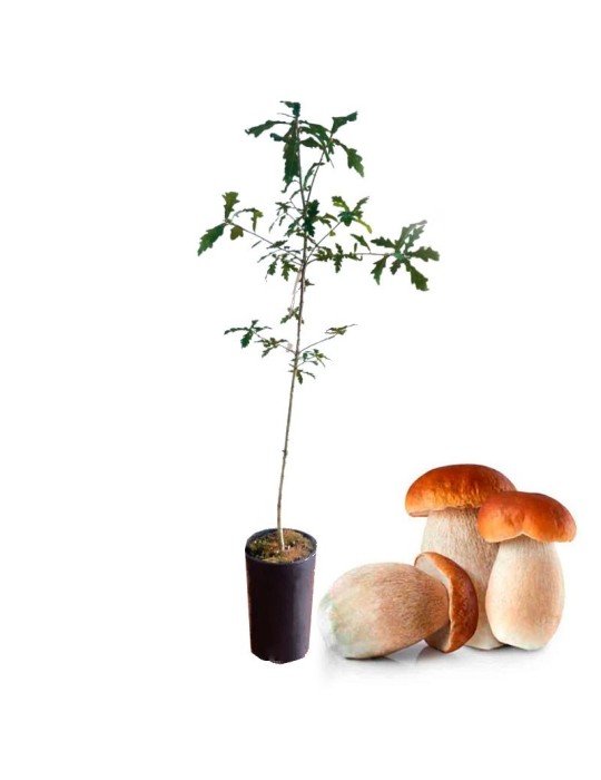 Carvalho Comum Micorrizado com Boletus Edulis Carvalho Comum Micorrizado com Boletus Edulis
