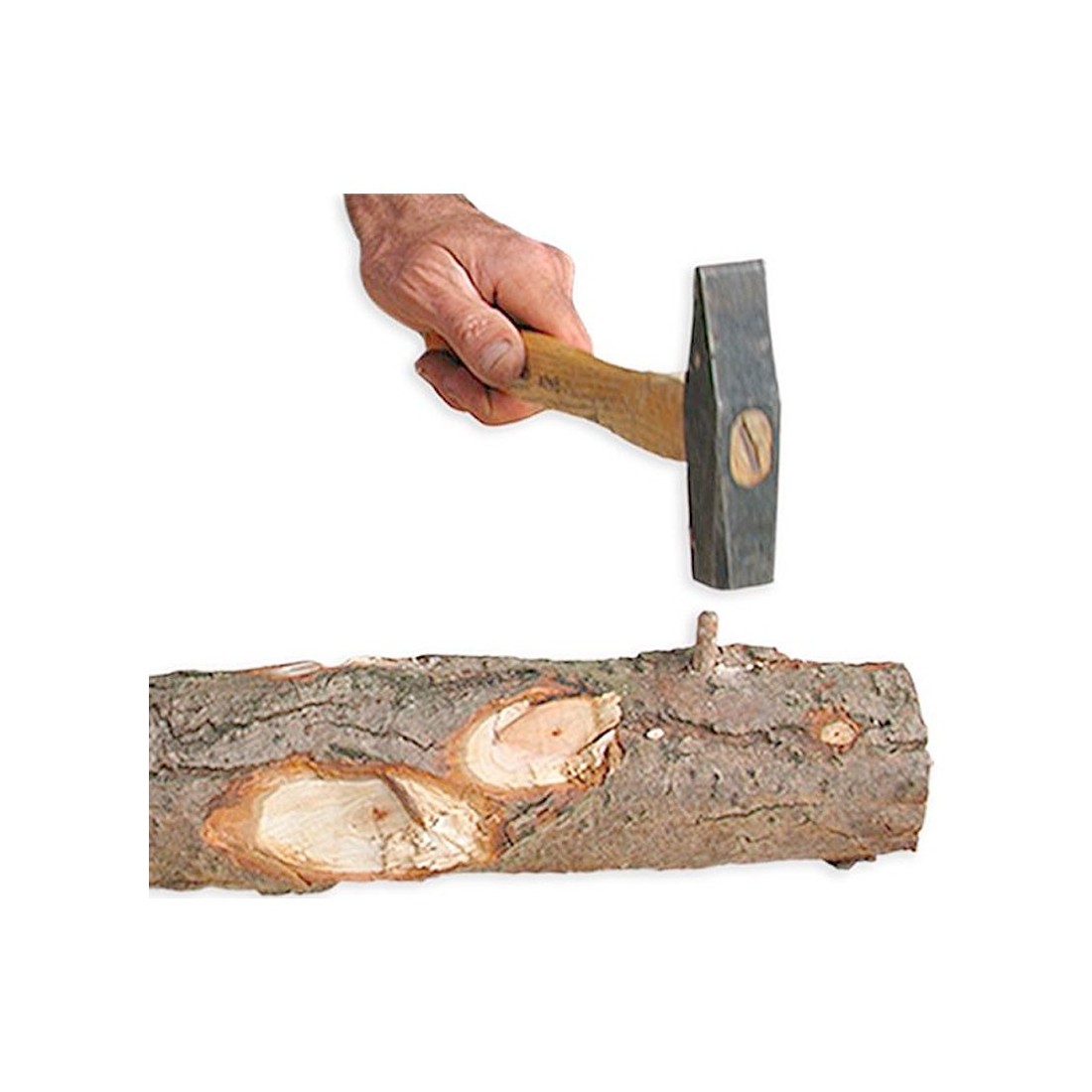 Micelio Pellet Shiitake - Cultivez Vos Champignons