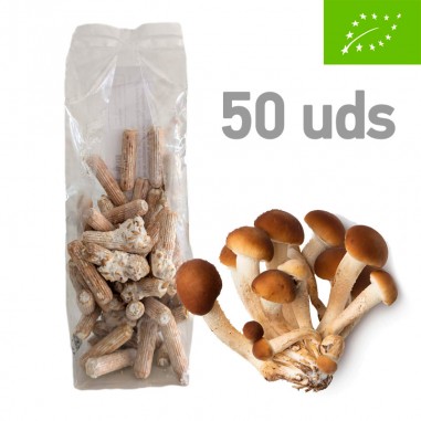 Micelio en pellet de A. aegerita, 50 uds