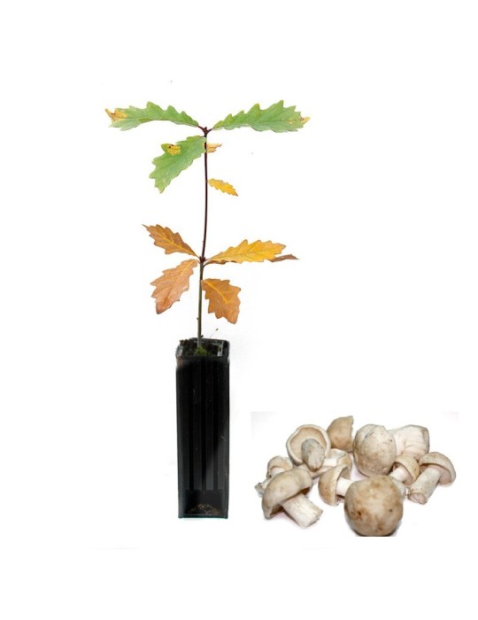 Quercus Pyrenaica Mycorrhized with Cistus Gambosus -... Quercus Pyrenaica Mycorrhized with Cistus Gambosus -...