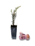 Pinus sylvestris micorrizado con Lepista nuda | pie azul