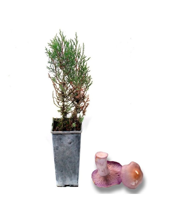 White Cedar Juniperus Thurifera 450cc Habitat for... White Cedar Juniperus Thurifera 450cc Habitat for...