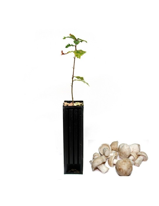 Quercus pubescens micorrizada - Crescimento Robusto e... Quercus pubescens micorrizada - Crescimento Robusto e...