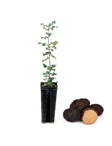 Quercus ilex mykorrhiziert - Herbsttrüffel 12/6 Stk