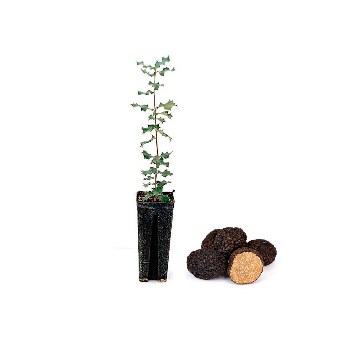 Quercus ilex micorrizato - Tartufo d'autunno 12/6 pz Quercus ilex micorrizato - Tartufo d'autunno 12/6 pz