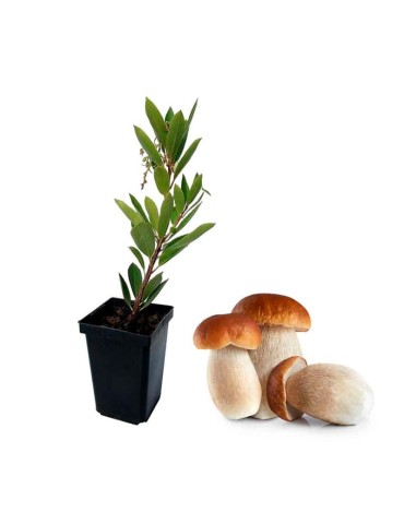 Corbezzolo Arbutus Unedo Micorrizato con Boletus Edulis