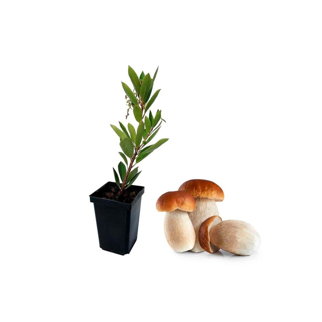 Corbezzolo Arbutus Unedo Micorrizato con Boletus Edulis Corbezzolo Arbutus Unedo Micorrizato con Boletus Edulis