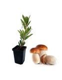 Corbezzolo Arbutus Unedo Micorrizato con Boletus Edulis