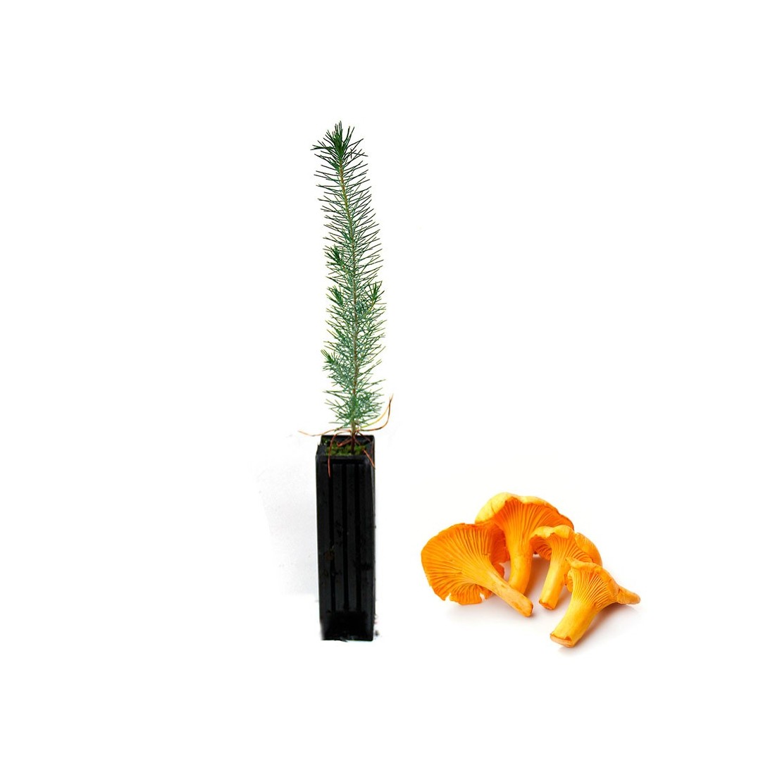 Pinus Pinea Mycorhizé avec Cantharellus Cibarius - 6 à 48 unités Pinus Pinea Mycorhizé avec Cantharellus Cibarius - 6 à 48 unités