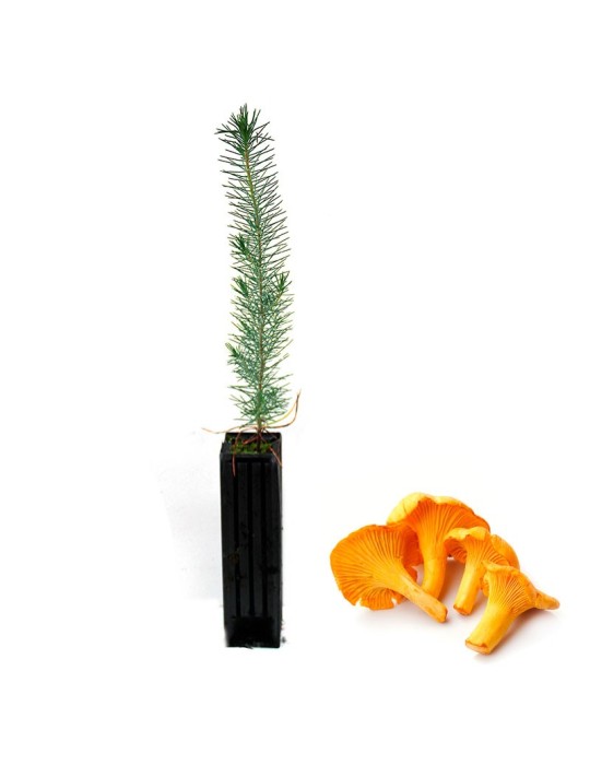 Pinus Pinea mit Cantharellus Cibarius Mykorrhiza - 6 bis 48 Stk Pinus Pinea mit Cantharellus Cibarius Mykorrhiza - 6 bis 48 Stk