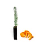 Pinus Pinea Mycorrhized with Cantharellus Cibarius - 6 to 48 pcs