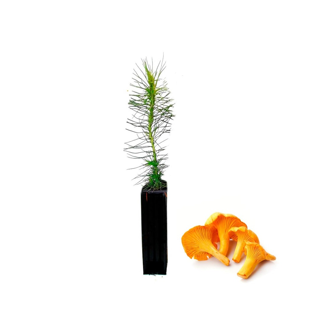 Pinus Radiata Mycorhizé Cantharellus - 12, 48, 6 unités Pinus Radiata Mycorhizé Cantharellus - 12, 48, 6 unités