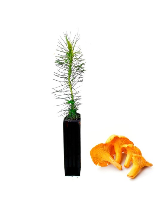 Pinus Radiata Micorrizato Cantharellus - 12, 48, 6 pz Pinus Radiata Micorrizato Cantharellus - 12, 48, 6 pz