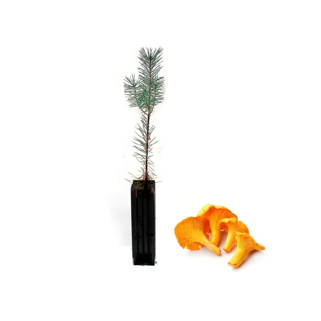 Pinus sylvestris mycorhizé Cantharellus cibarius - 12, 48, 6 unités Pinus sylvestris mycorhizé Cantharellus cibarius - 12, 48, 6 unités