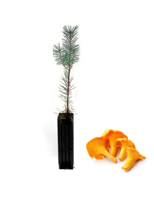 Pinus sylvestris mykorrhiziert mit Cantharellus cibarius - 12, 48, 6 Stk Pinus sylvestris mykorrhiziert mit Cantharellus cibarius - 12, 48, 6 Stk