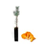 Pinus sylvestris mycorrhized with Cantharellus cibarius - 12, 48, 6 pcs