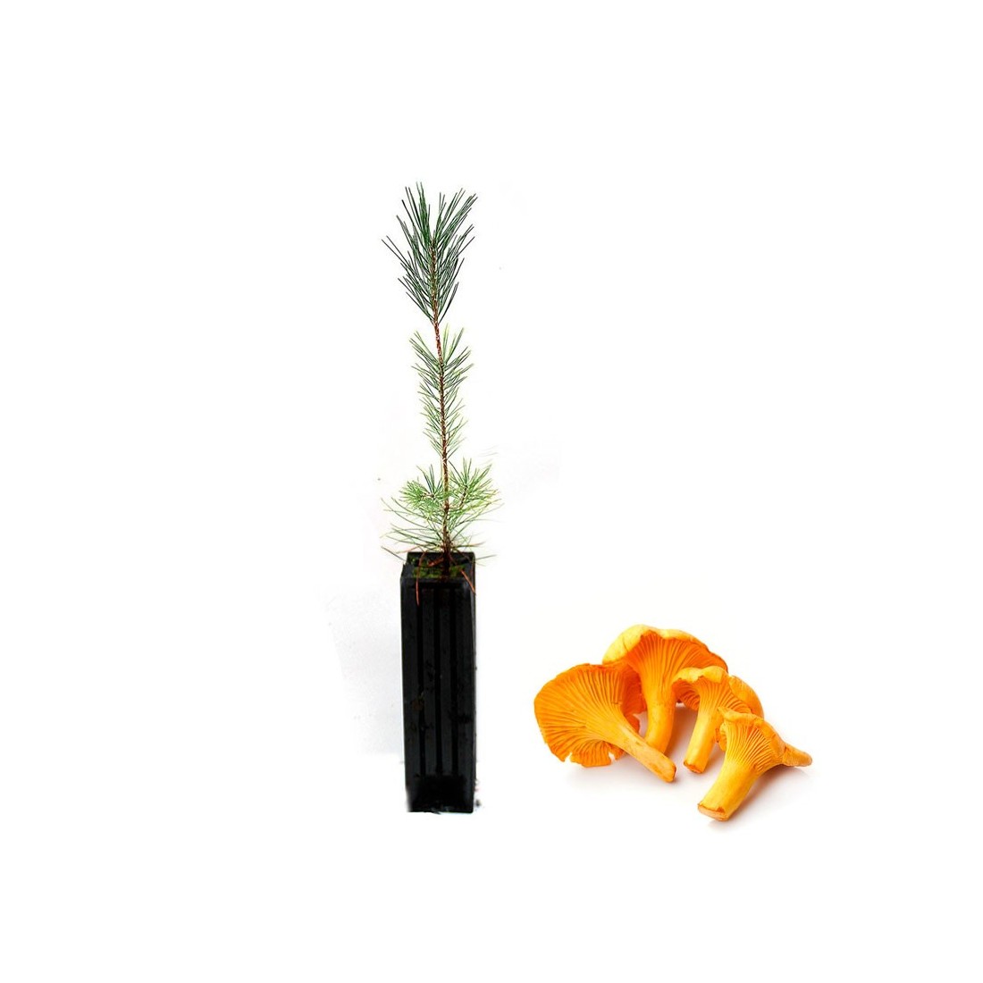 Pinus nigra mit Cantharellus cibarius Mykorrhiza - 12, 48, 6 Stk Pinus nigra mit Cantharellus cibarius Mykorrhiza - 12, 48, 6 Stk